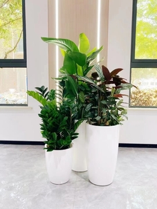 在宁波镇海，花卉租赁如何扮靓你的工作环境？